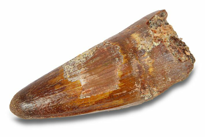 Cretaceous Fossil Crocodylomorph Tooth - Morocco #292251